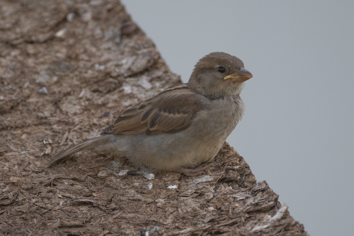 House Sparrow - ML620857789