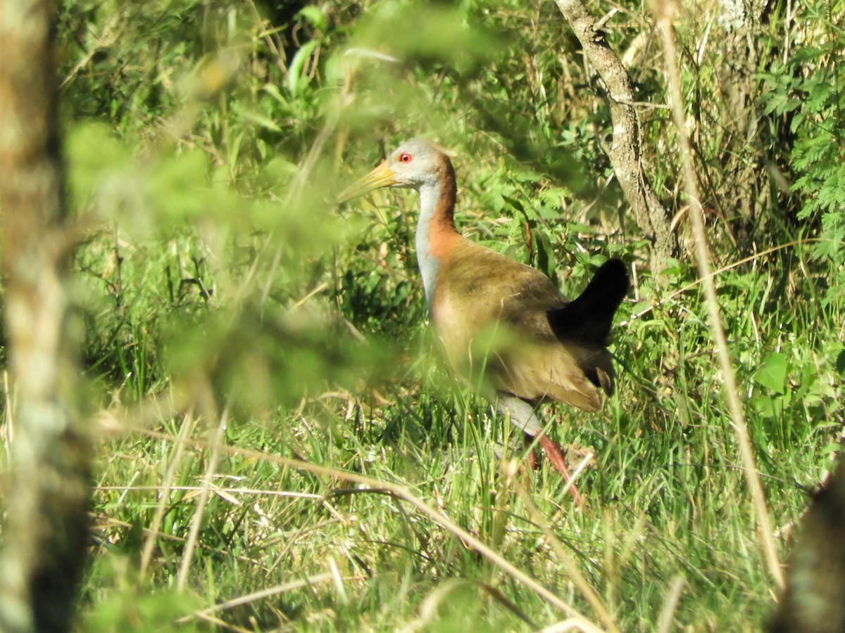 Giant Wood-Rail - ML620857807