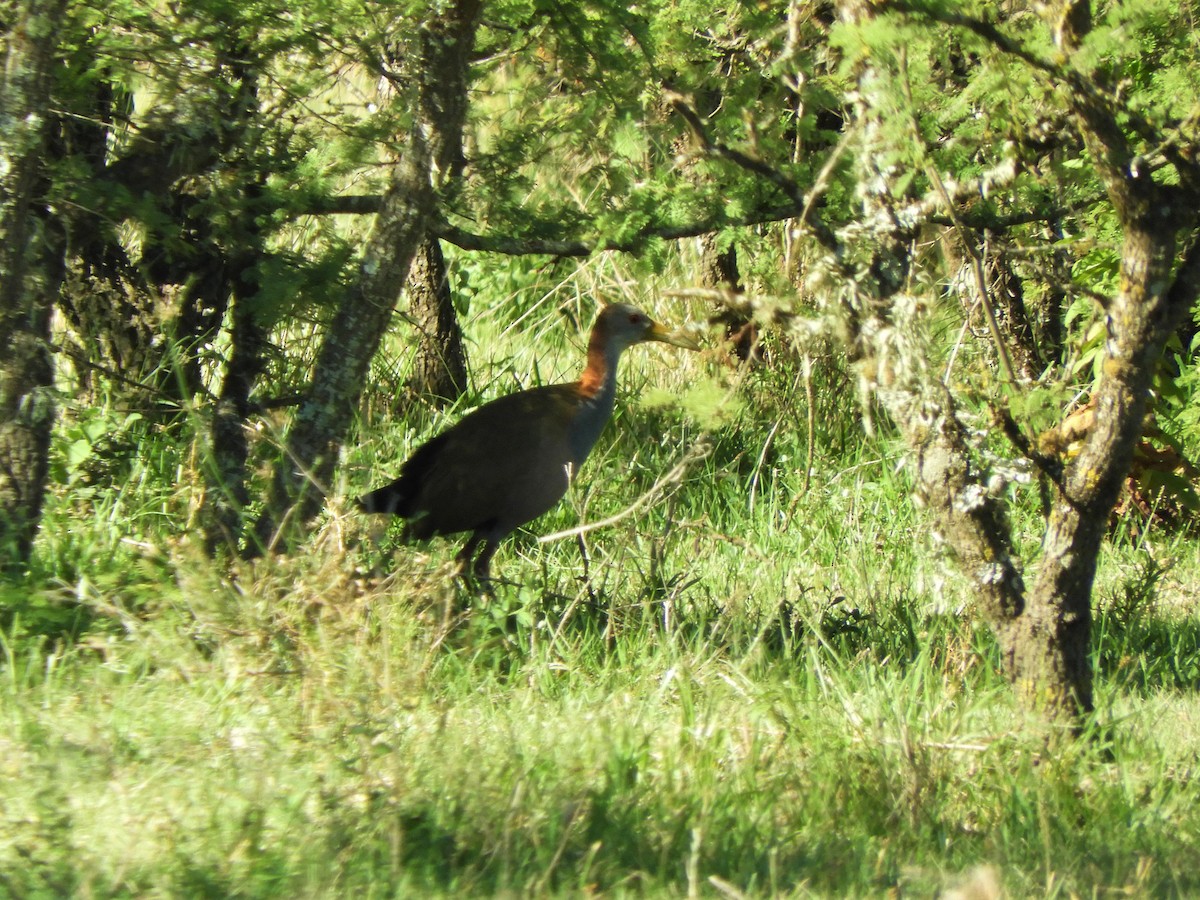 Giant Wood-Rail - ML620857808