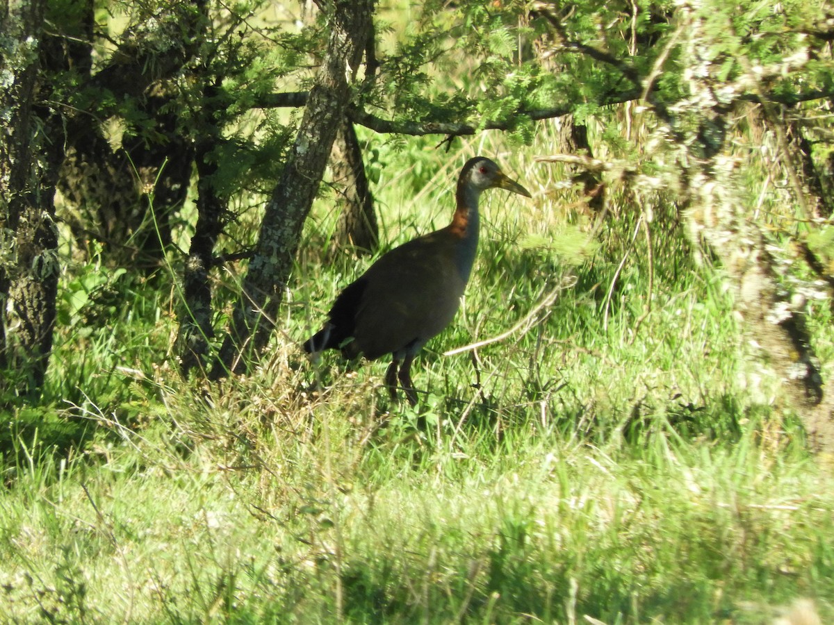 Giant Wood-Rail - ML620857809