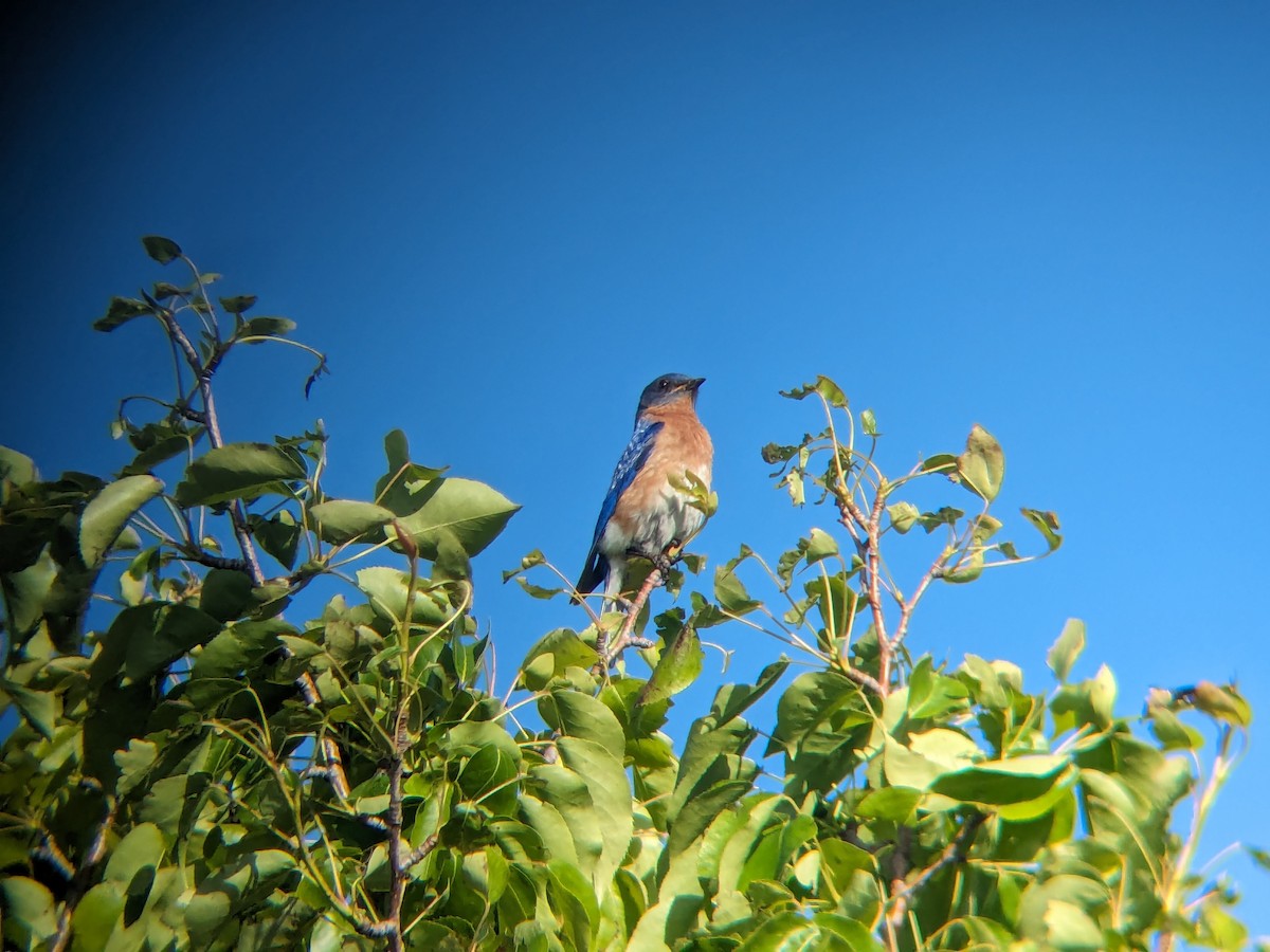 Eastern Bluebird - Adrielle Parlee