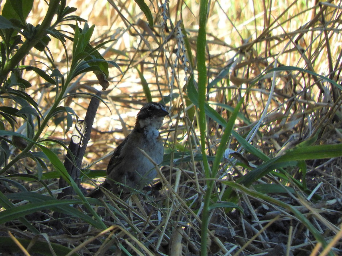 Rufous-collared Sparrow - ML620857846