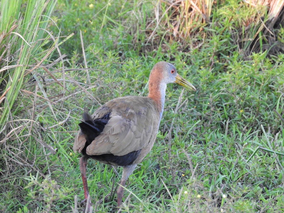 Giant Wood-Rail - ML620857885