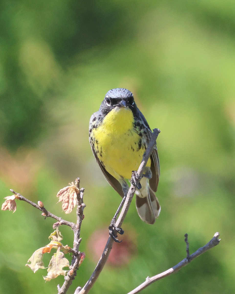 Kirtland's Warbler - ML620857895