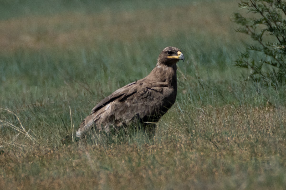 Steppe Eagle - ML620857901