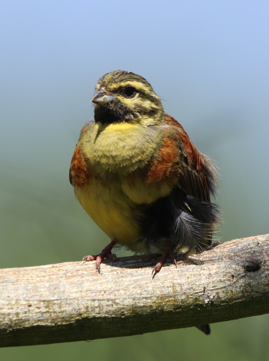 Cirl Bunting - ML620857907