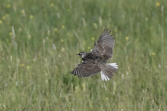 Sturnella meadowlark sp. - ML620857935