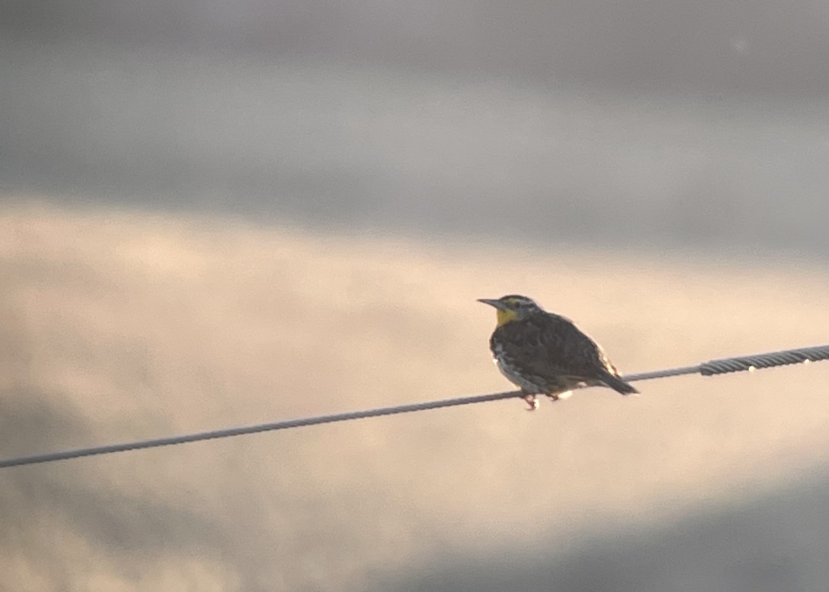 Sturnella meadowlark sp. - ML620857937