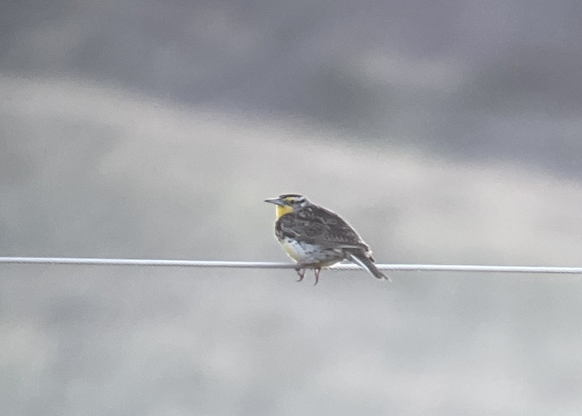 Sturnella meadowlark sp. - ML620857938