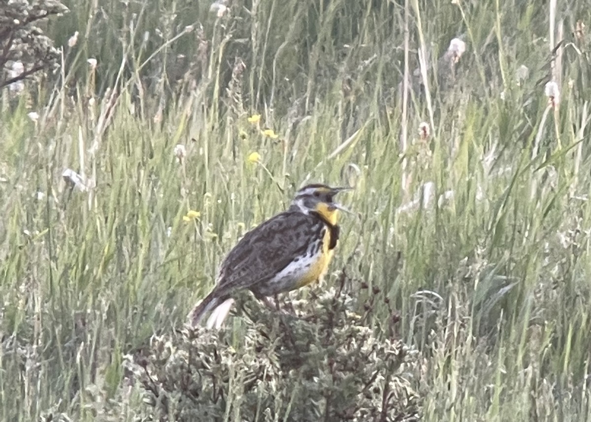 Sturnella meadowlark sp. - ML620857939