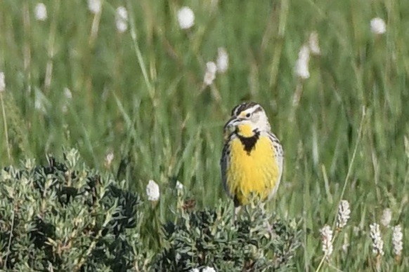 Sturnella meadowlark sp. - ML620857941