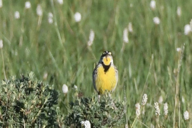 Sturnella meadowlark sp. - ML620857942