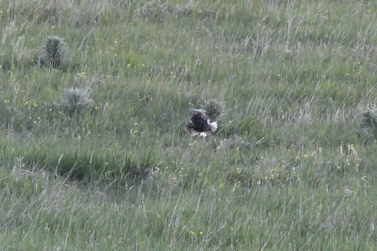 Sturnella meadowlark sp. - ML620857943