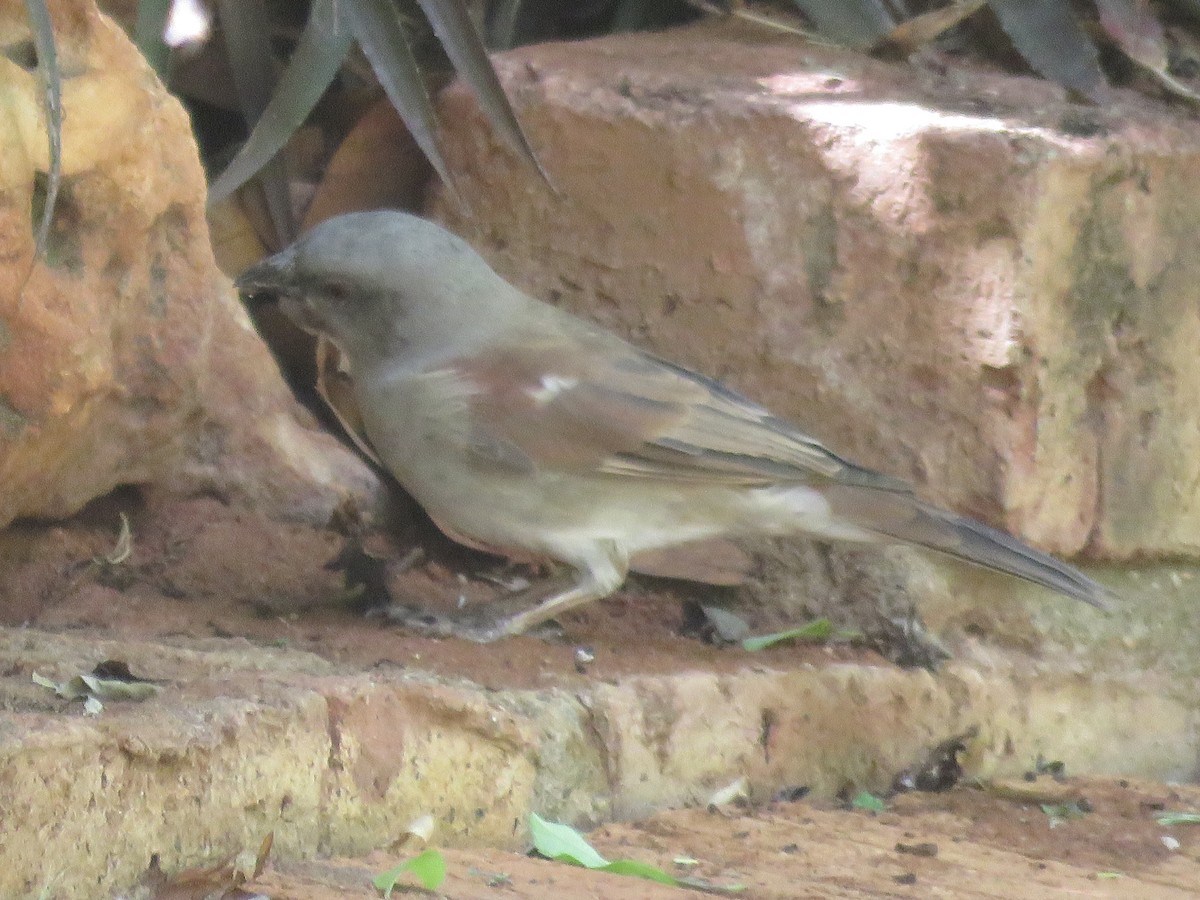 Southern Gray-headed Sparrow - ML620857955