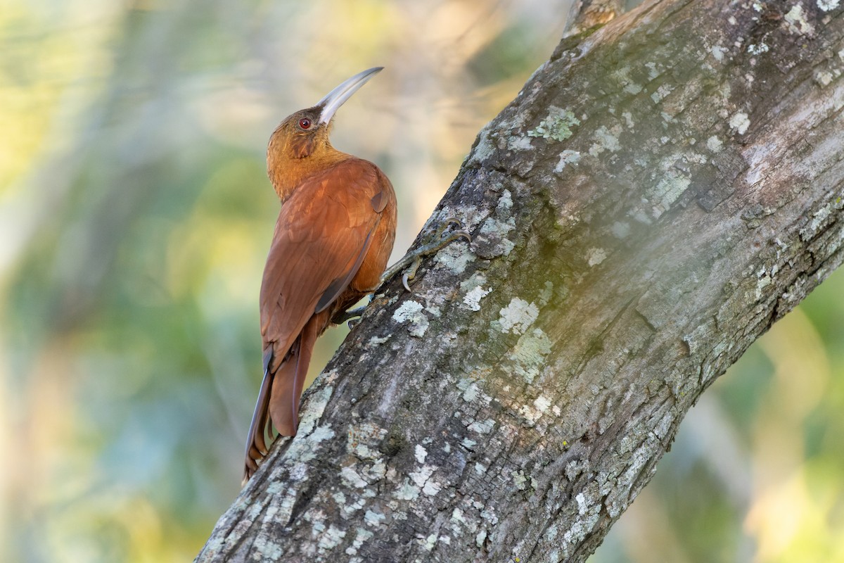 Great Rufous Woodcreeper - ML620857997