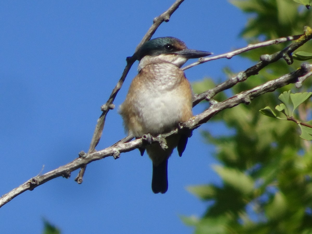 Sacred Kingfisher - ML620858011