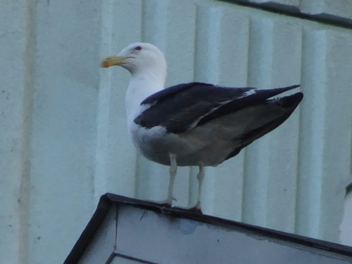 Kelp Gull - ML620858036