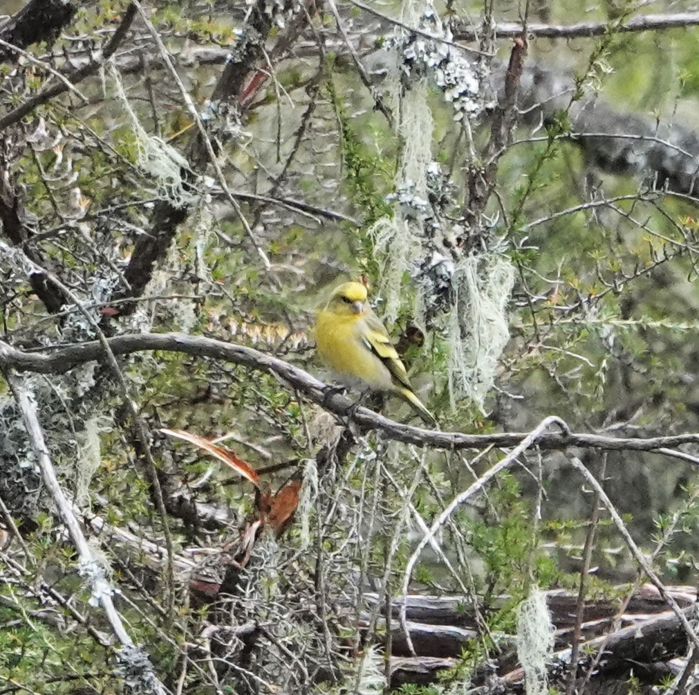 Yellow-crowned Canary - ML620858045
