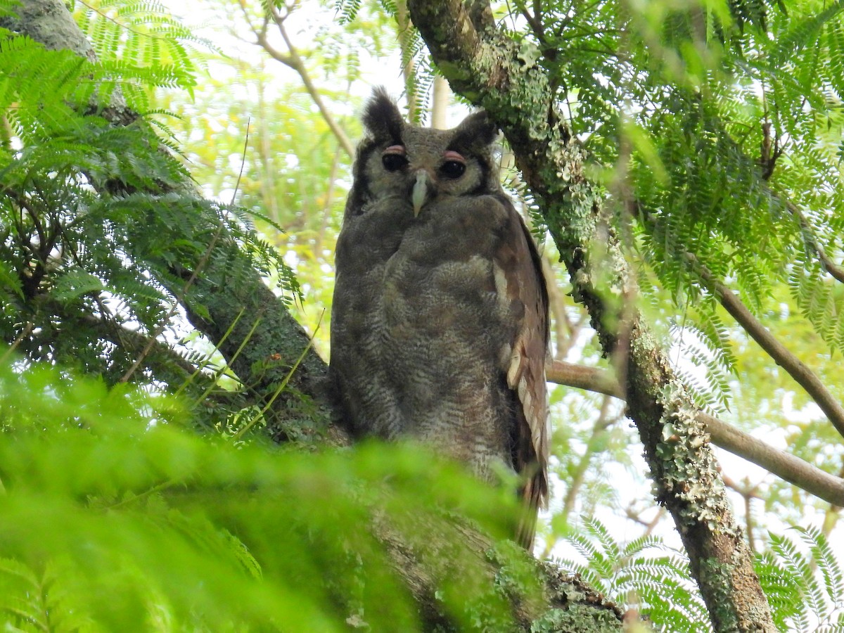 Verreaux's Eagle-Owl - ML620858062