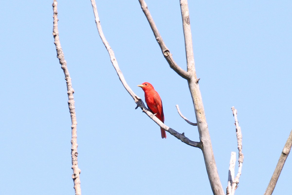 Summer Tanager - ML620858063