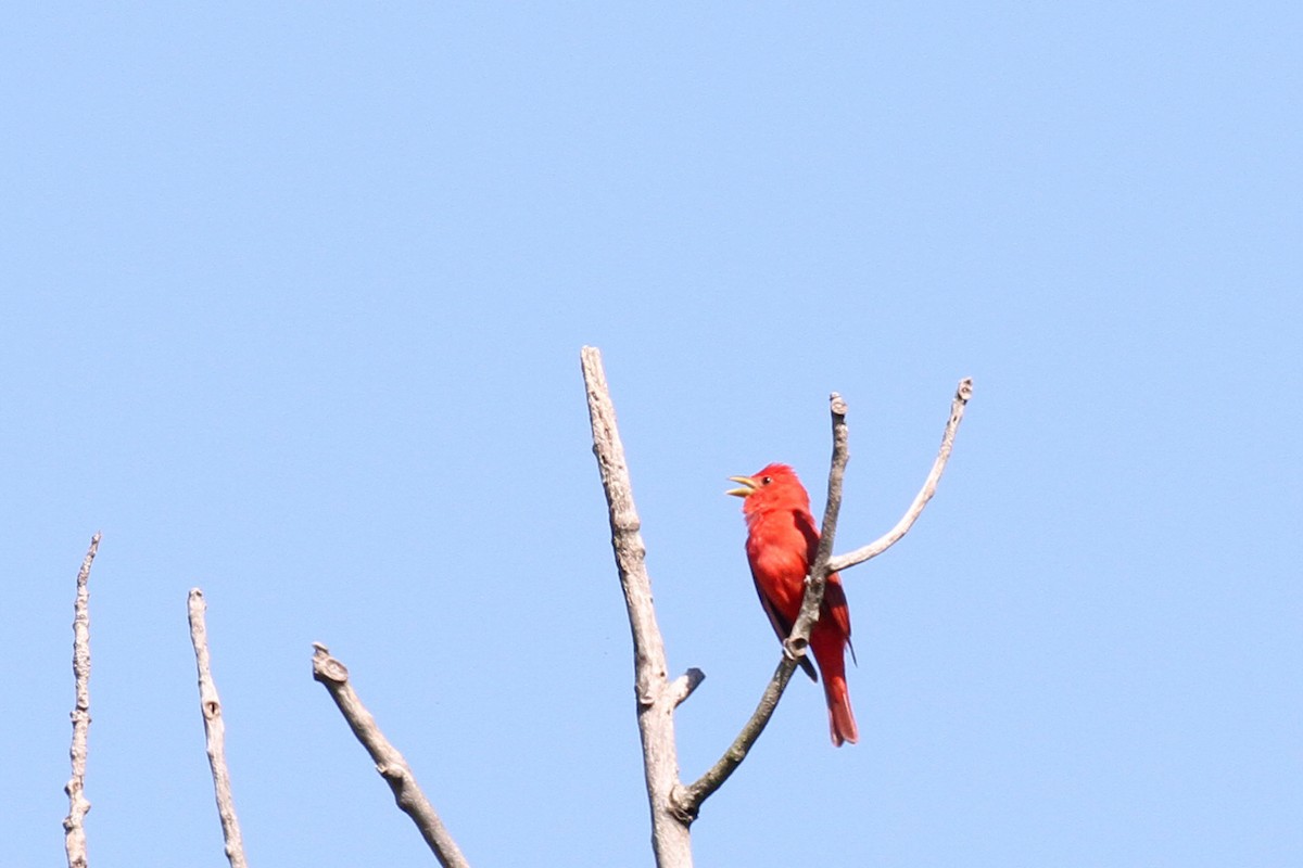 Summer Tanager - ML620858065