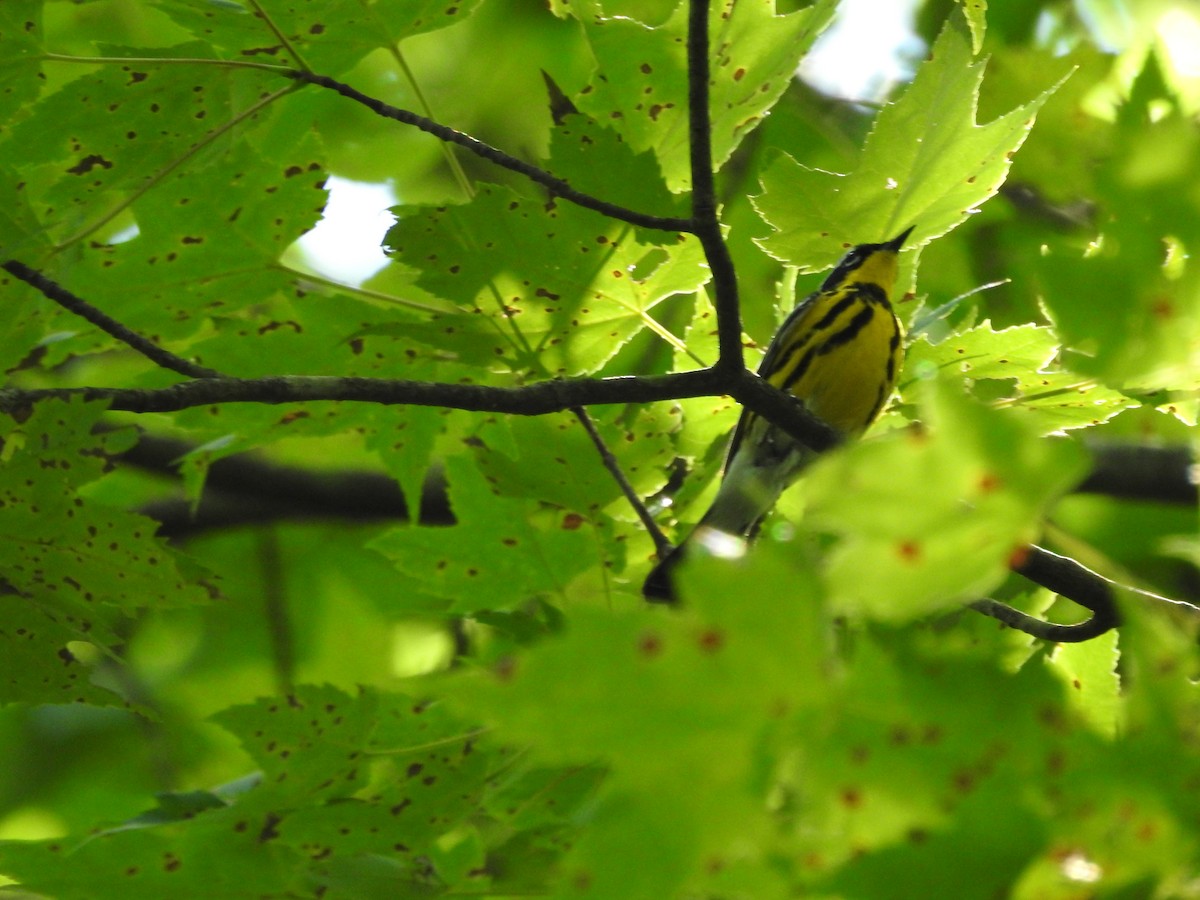 Magnolia Warbler - ML620858073