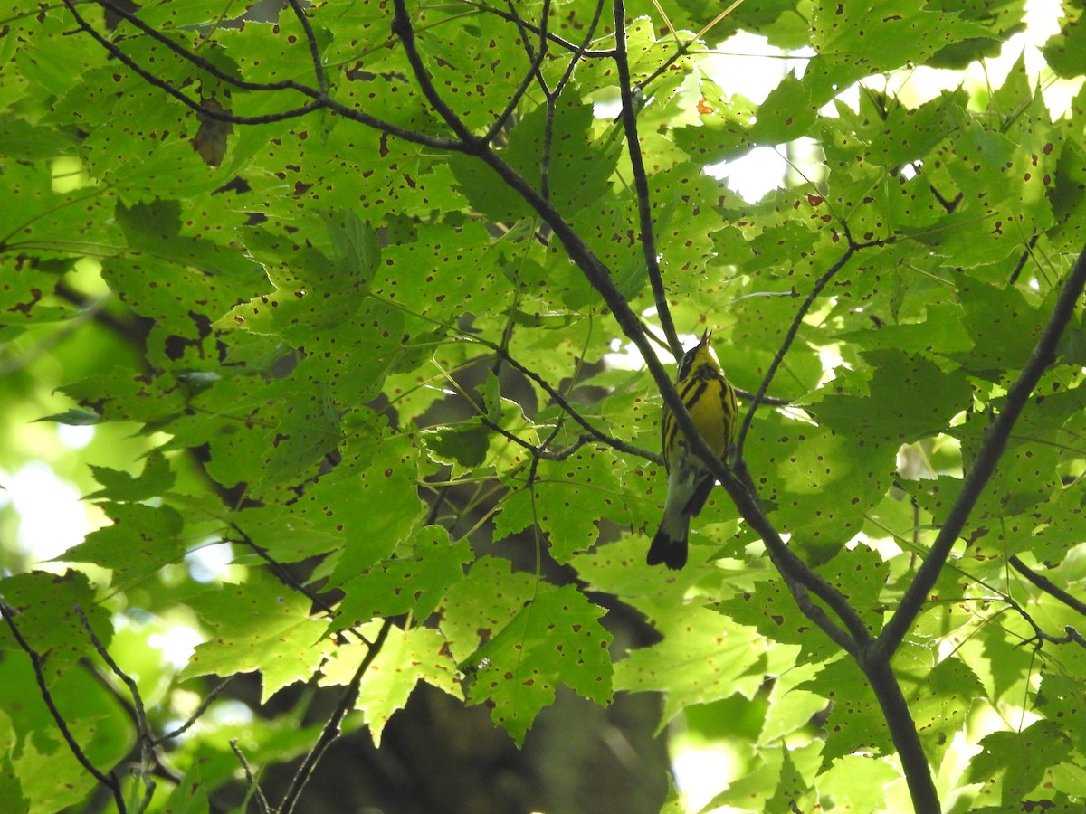 Magnolia Warbler - Isaiah Craft