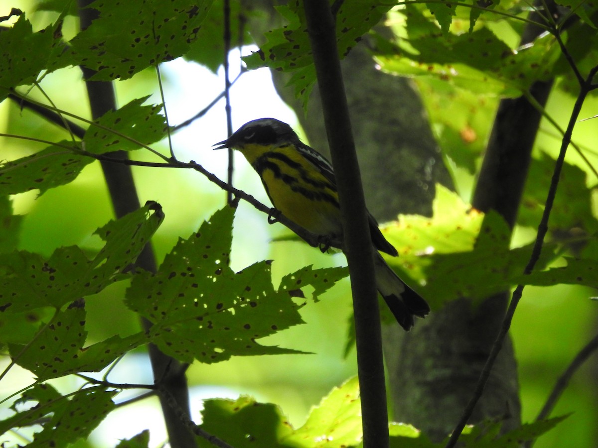 Magnolia Warbler - ML620858075