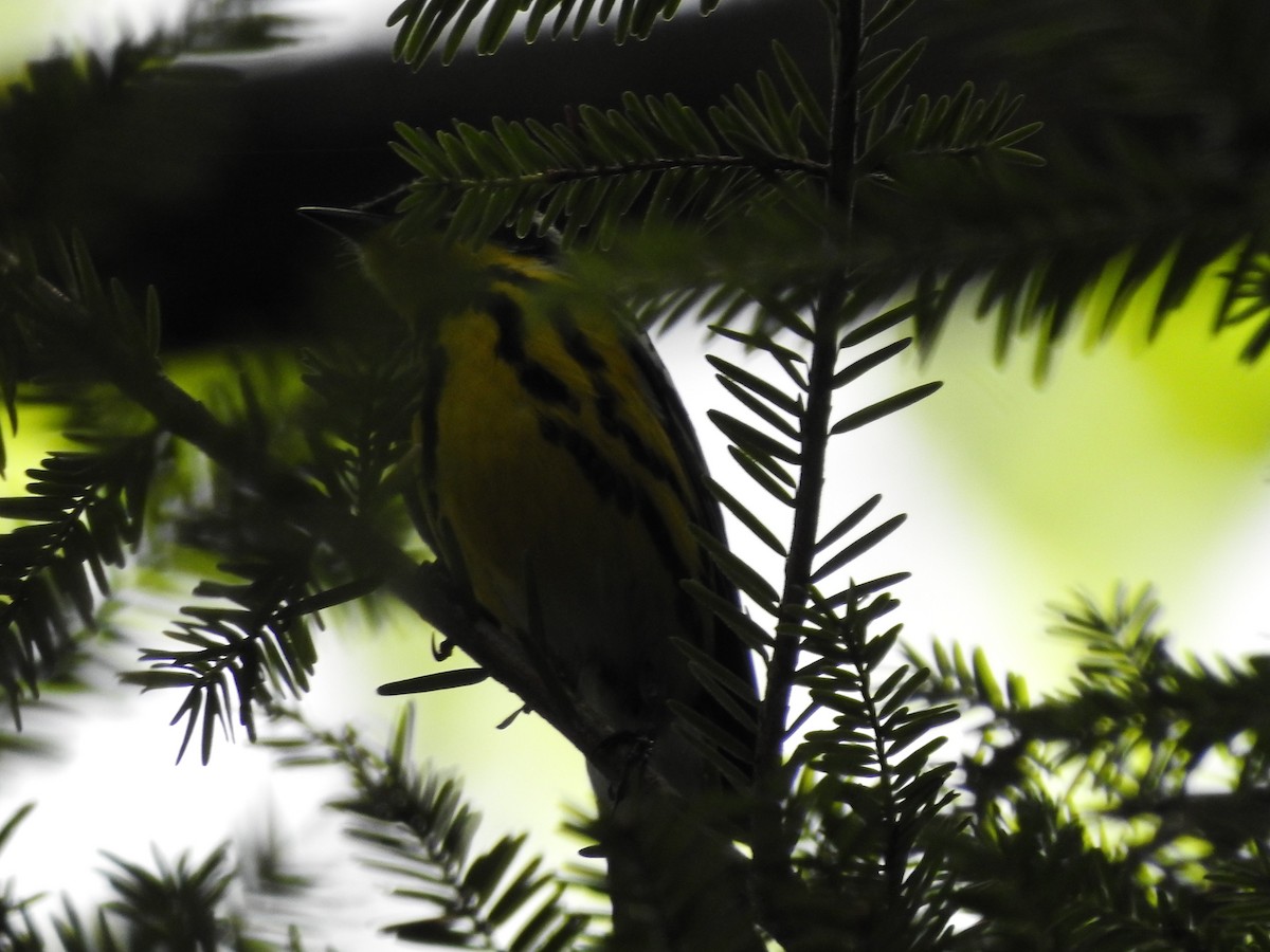 Magnolia Warbler - ML620858077