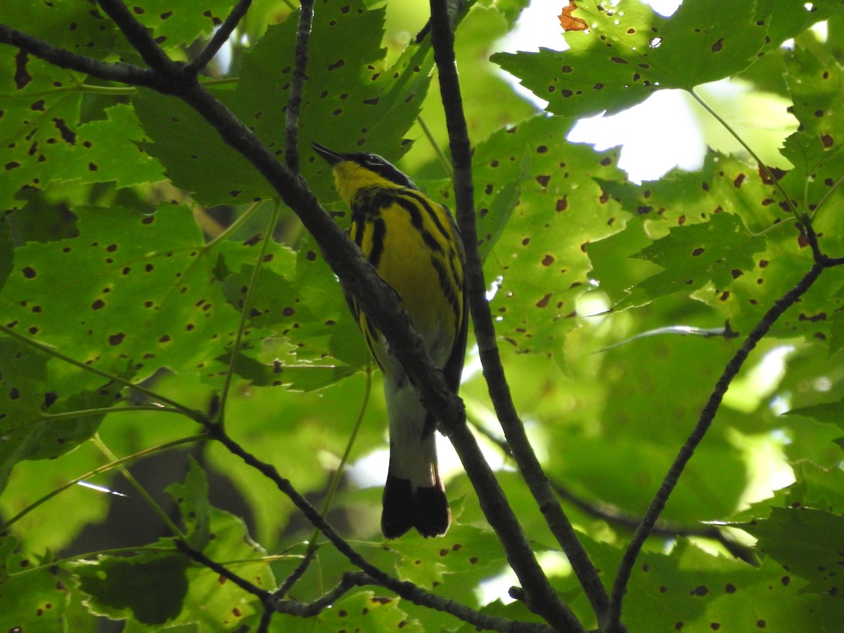 Magnolia Warbler - ML620858079