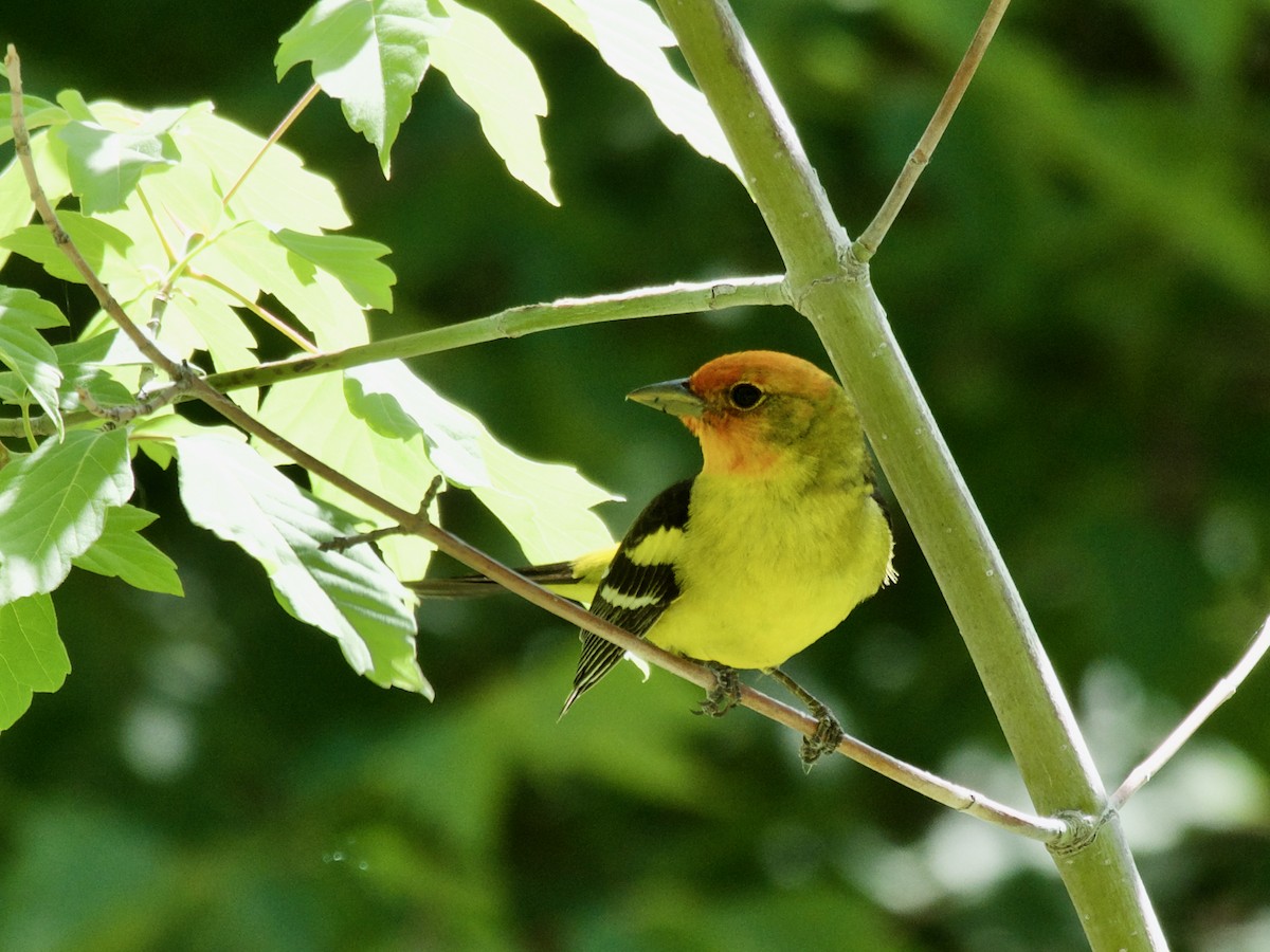 Western Tanager - ML620858090
