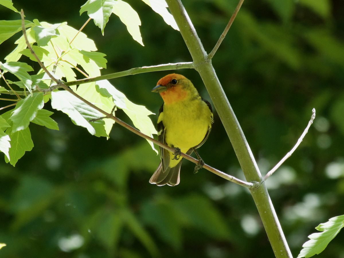 Western Tanager - ML620858091