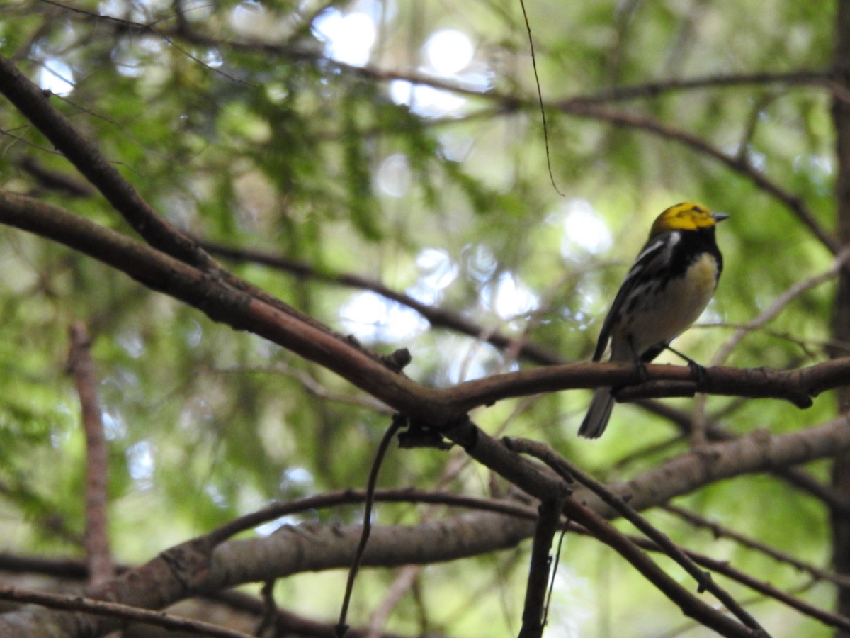 Black-throated Green Warbler - ML620858092