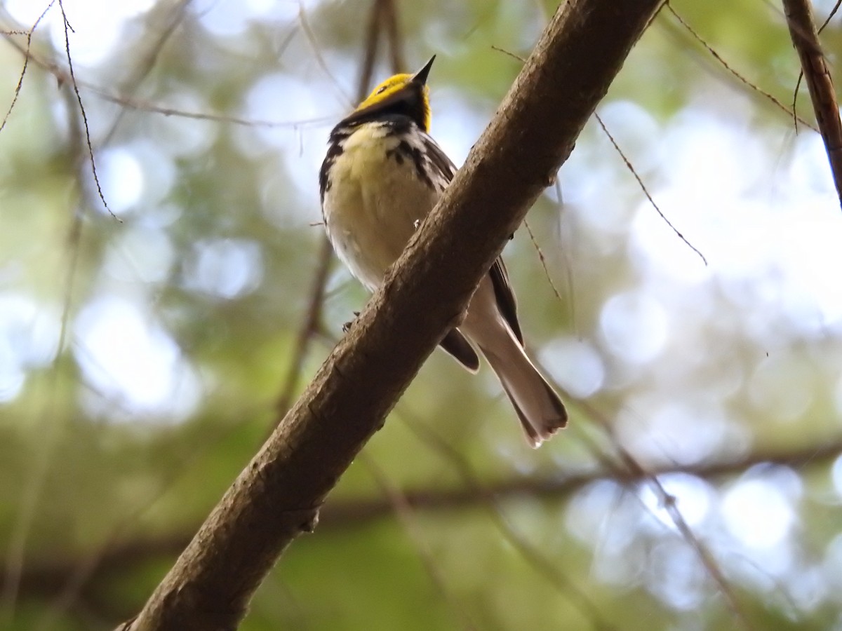 Black-throated Green Warbler - ML620858093