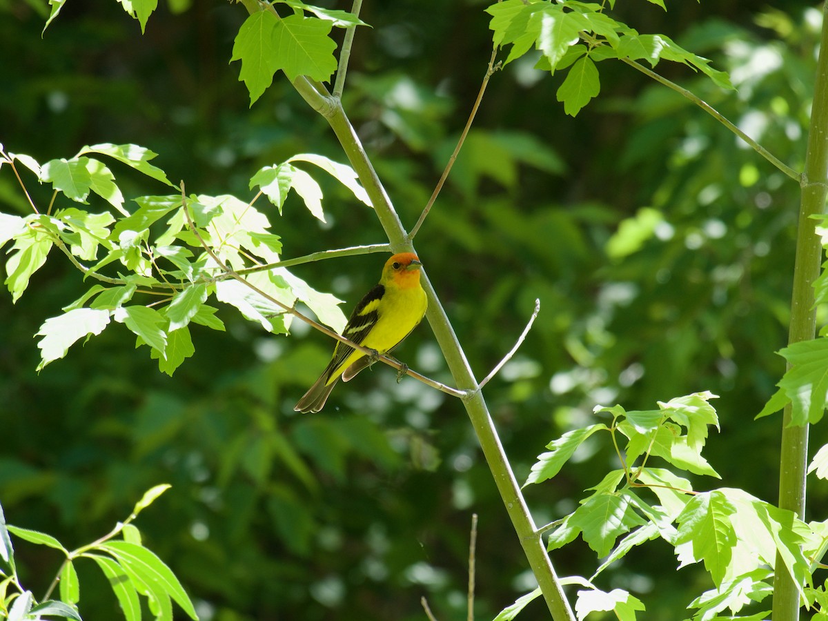 Western Tanager - ML620858094