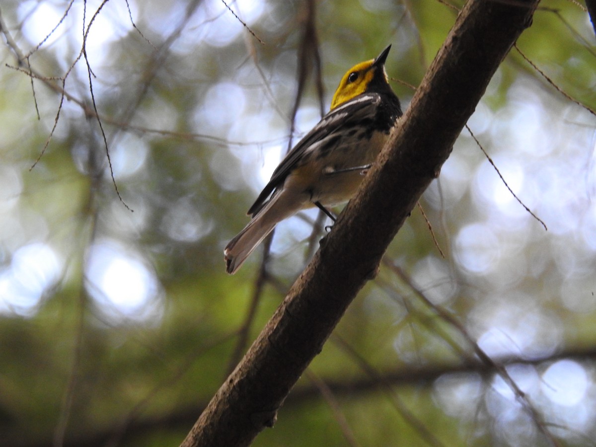 Black-throated Green Warbler - ML620858095