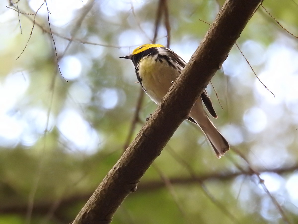 Black-throated Green Warbler - ML620858096