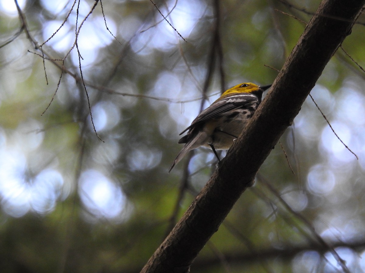 Black-throated Green Warbler - ML620858097