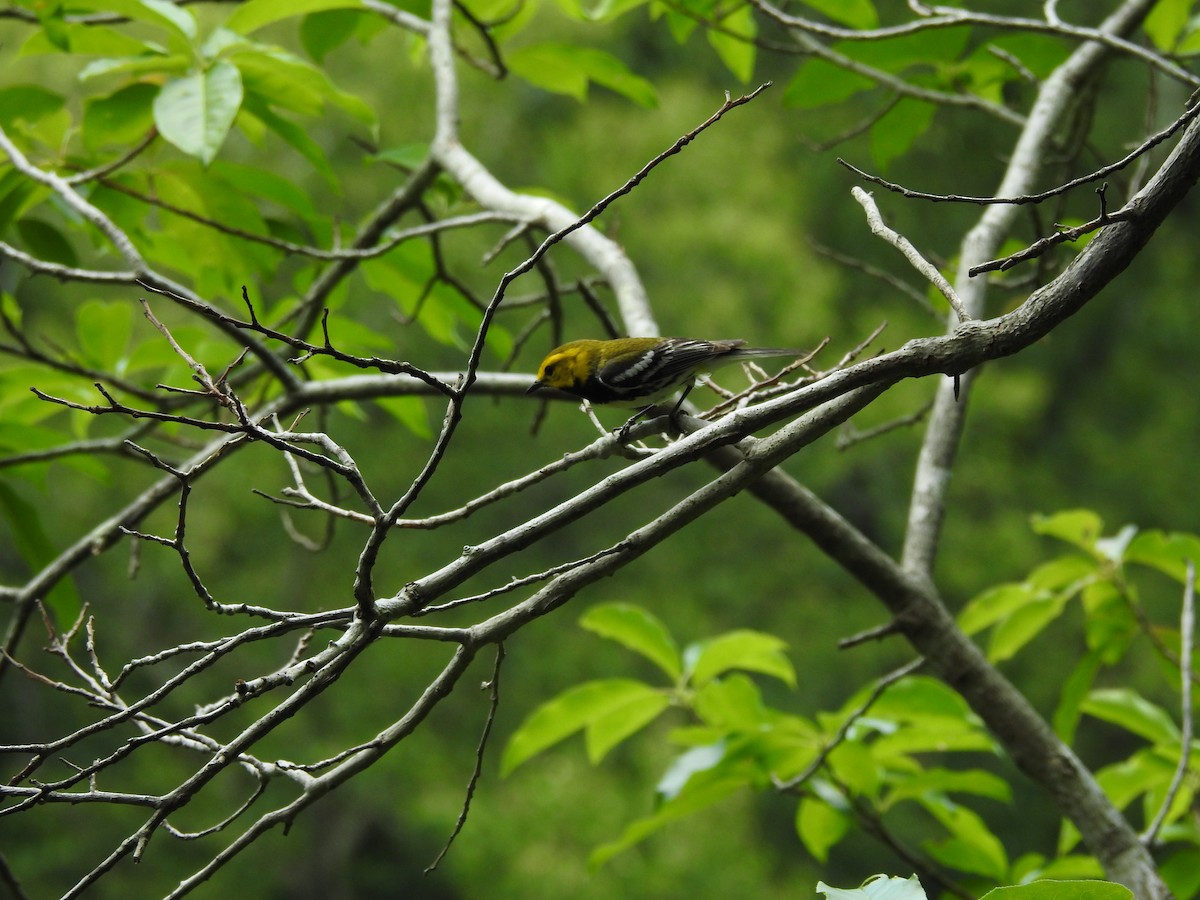 Black-throated Green Warbler - ML620858098