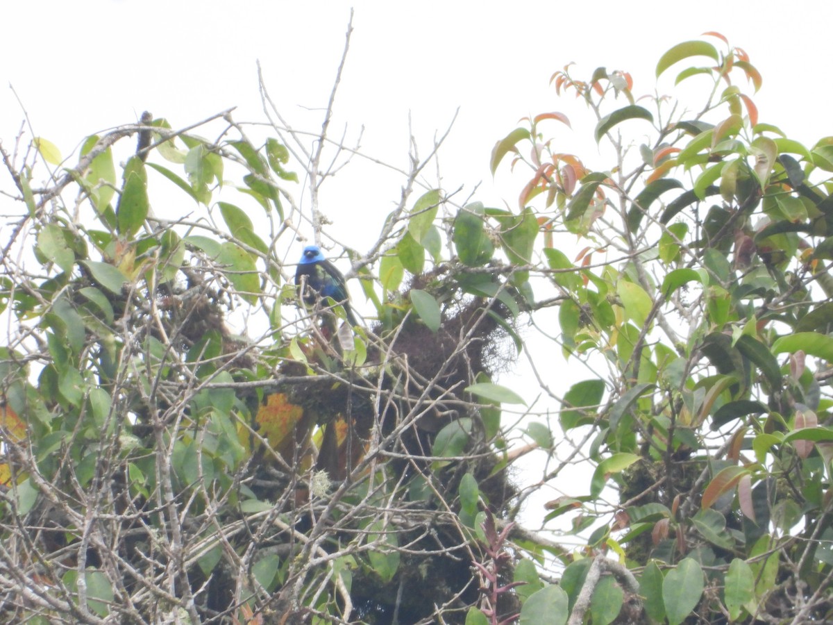 Blue-necked Tanager - ML620858102