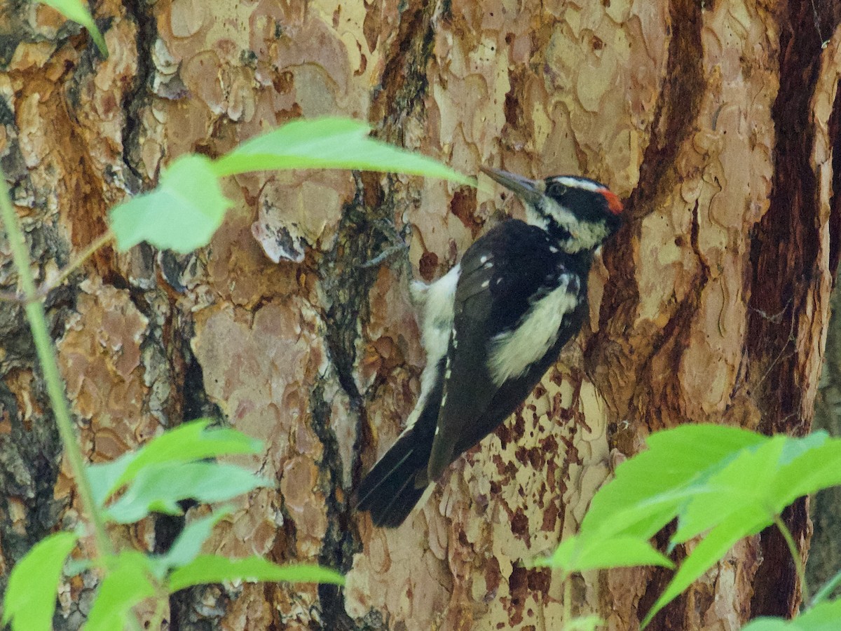 Hairy Woodpecker (Rocky Mts.) - ML620858116