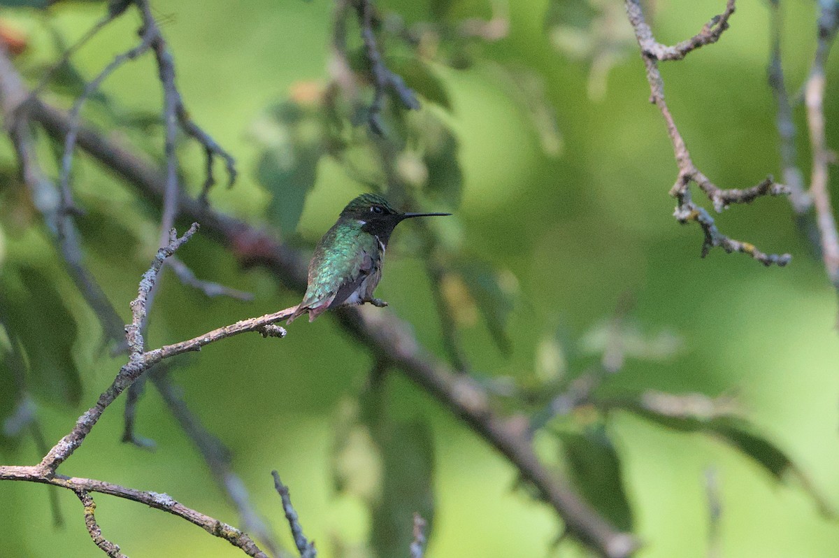 Colibri à gorge rubis - ML620858126