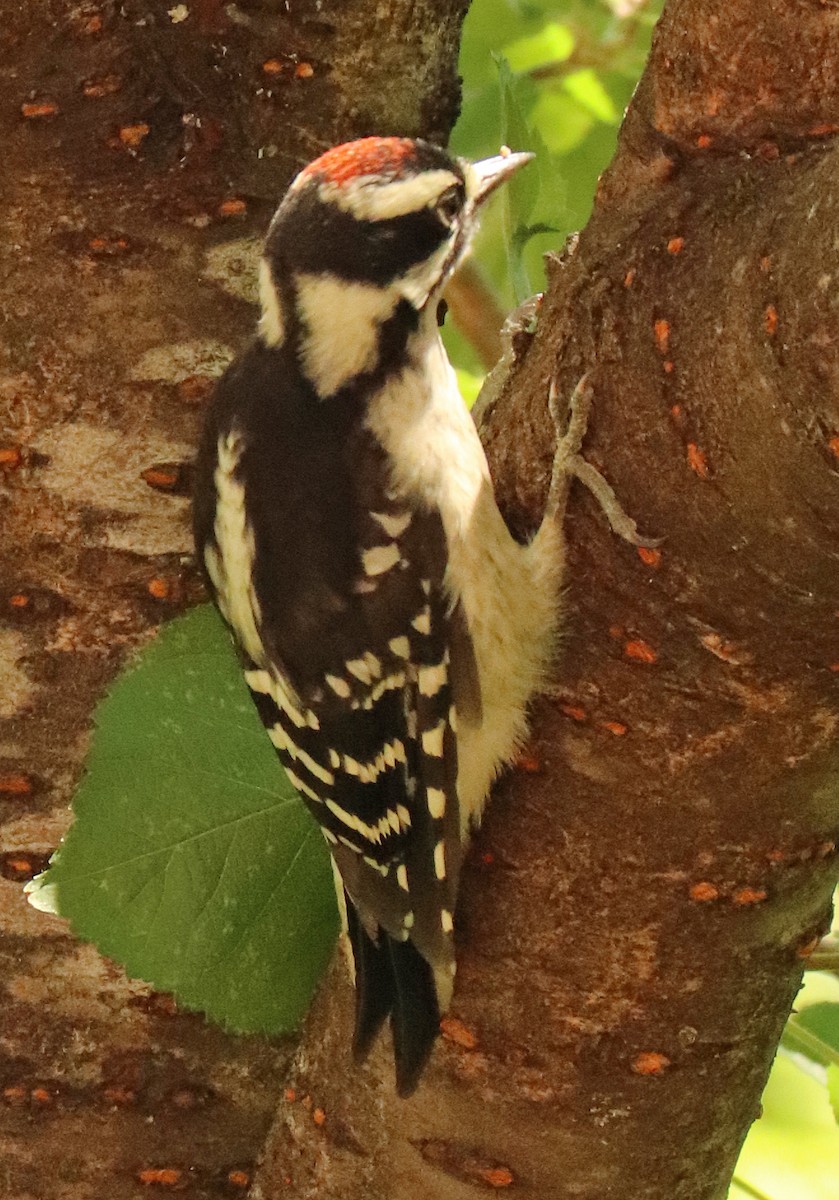 Downy Woodpecker - ML620858147