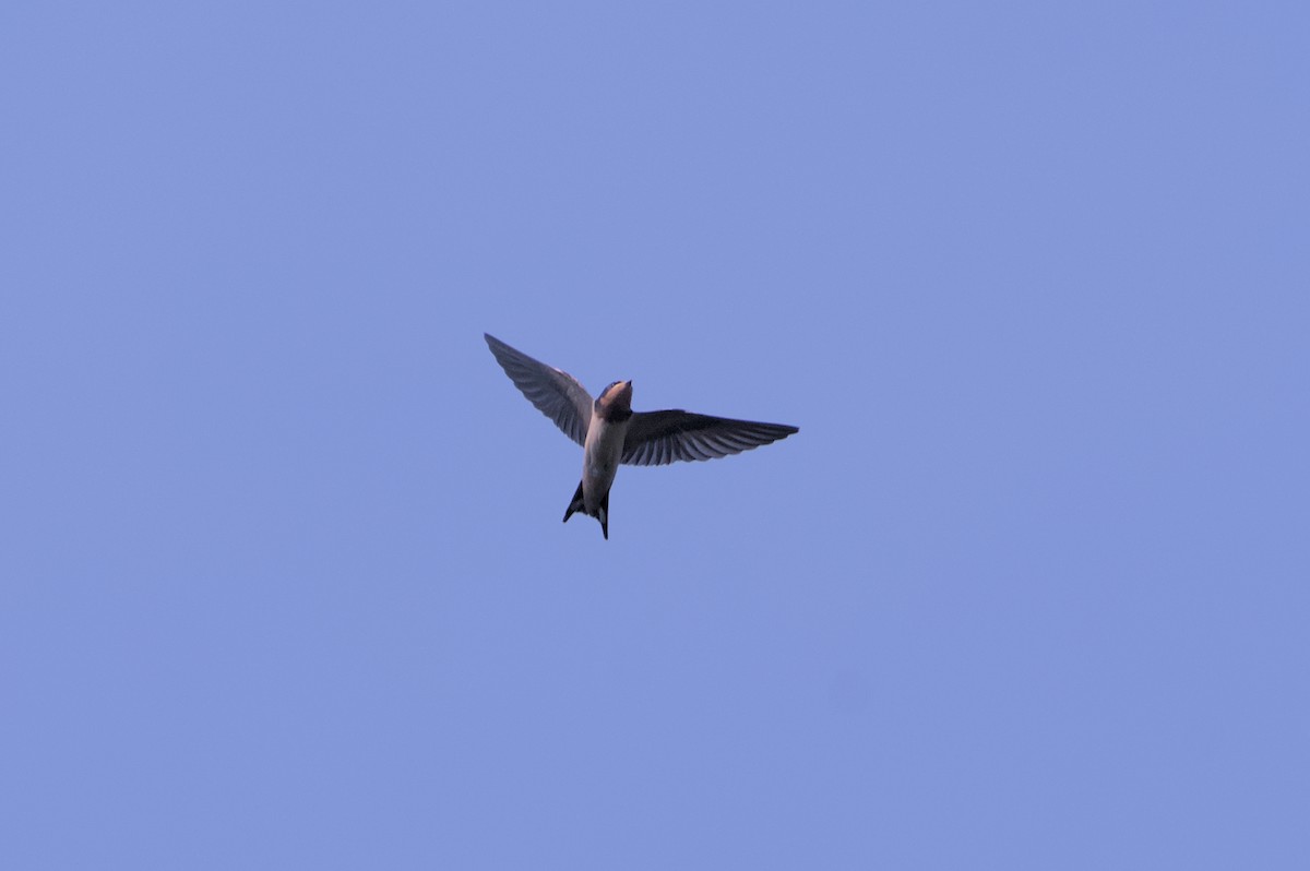 Barn Swallow - ML620858172