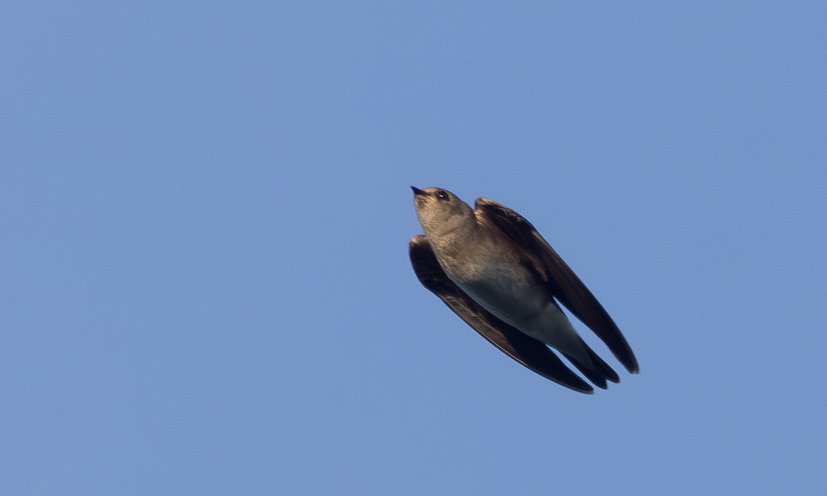 Northern Rough-winged Swallow - ML620858178