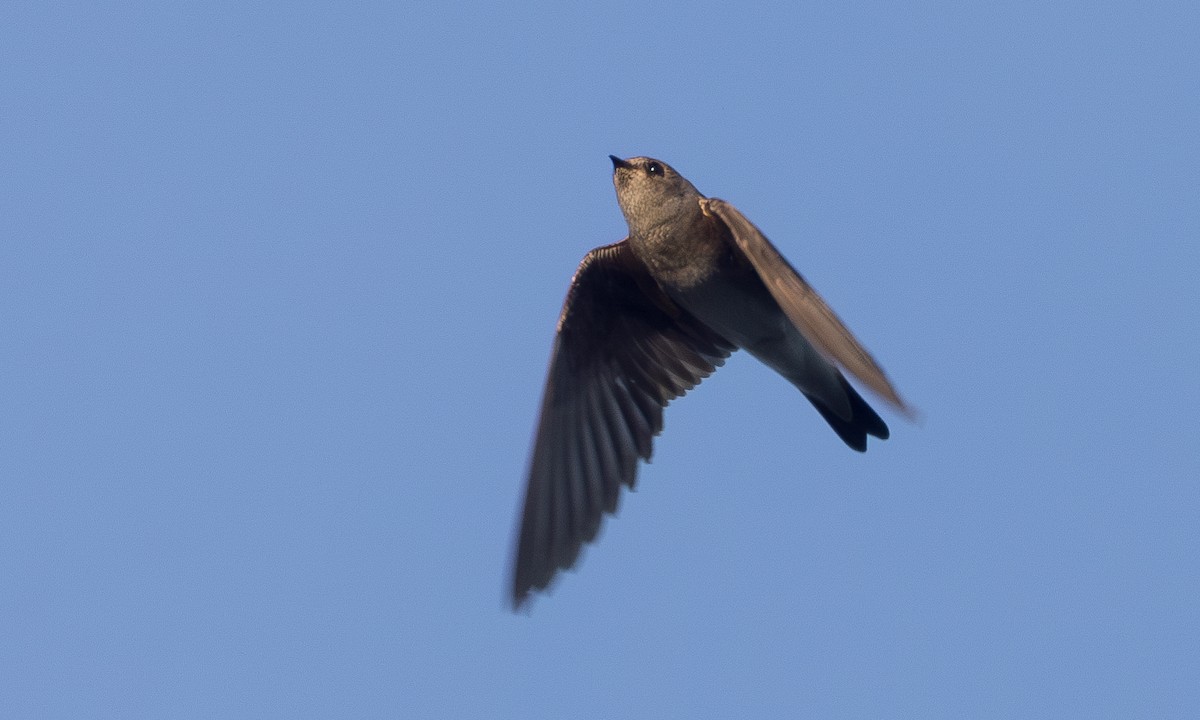 Northern Rough-winged Swallow - ML620858179