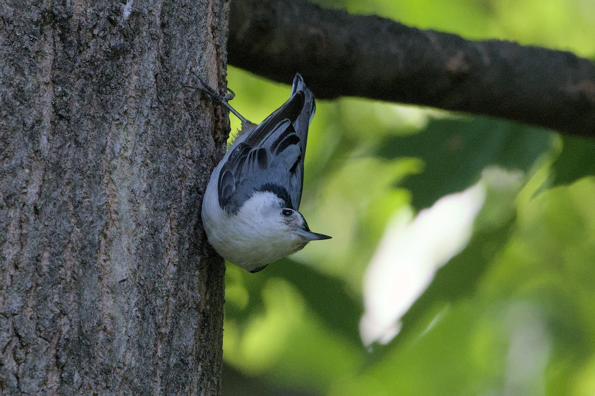 White-breasted Nuthatch - Robert Howard