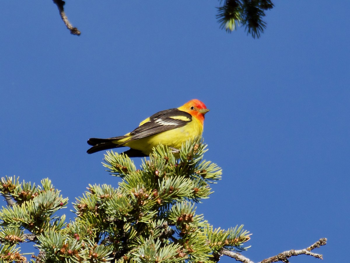 Western Tanager - ML620858183