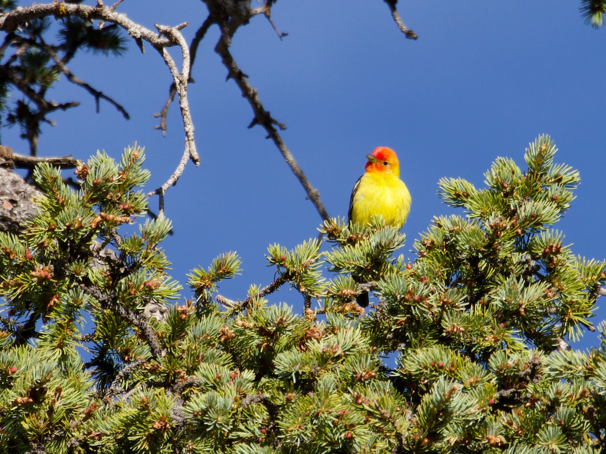 Western Tanager - ML620858184