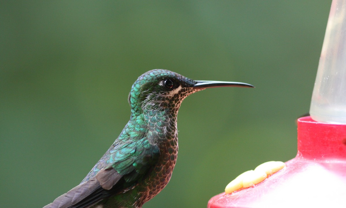 kolibřík subtropický - ML620858190
